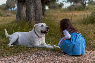 Top 10 Foods Dogs Should Avoid to Keep Your Pet Healthy