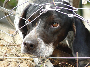 The Importance of Supporting Animal Rescues